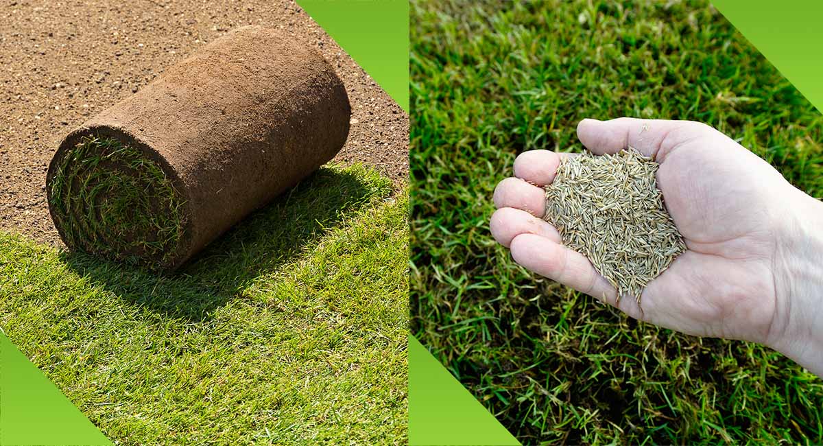 A roll of sod next to a handful of grass seed