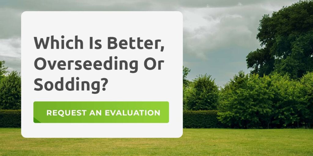 Which Is Better, Overseeding Or Sodding?